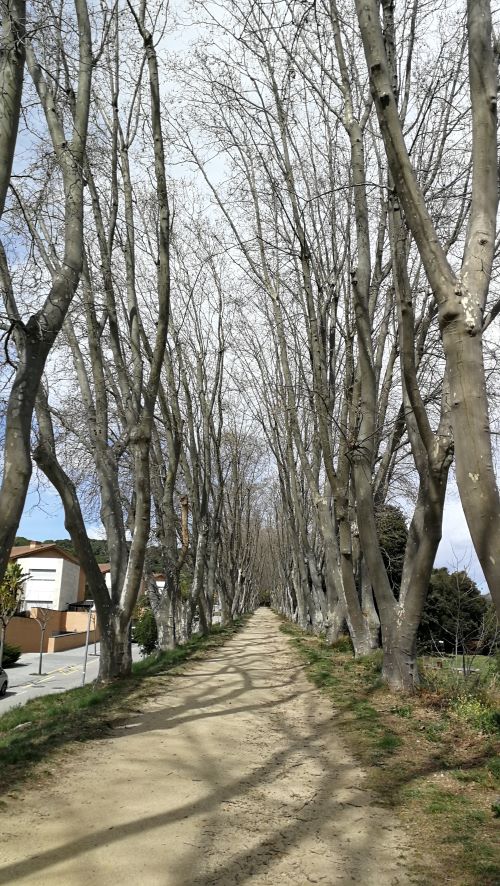 tree-lined path to Arenys de Munt