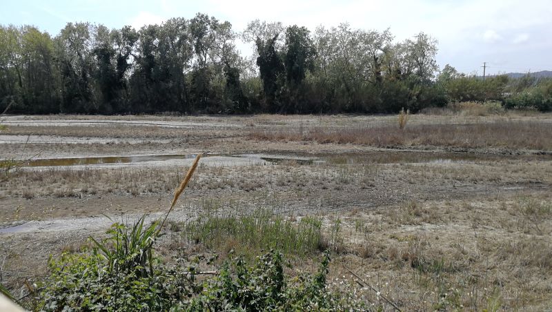 marshy Tordera delta