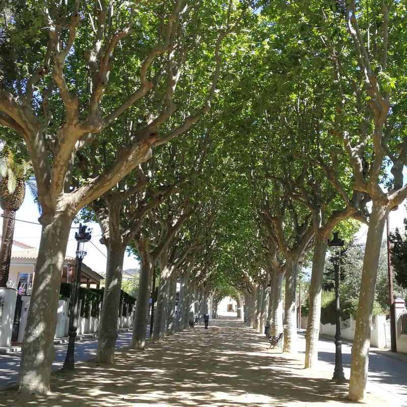 plane trees in bloom on the avenue leading to the Sanctuary of our Lady of Sorrows in Canet de Mar