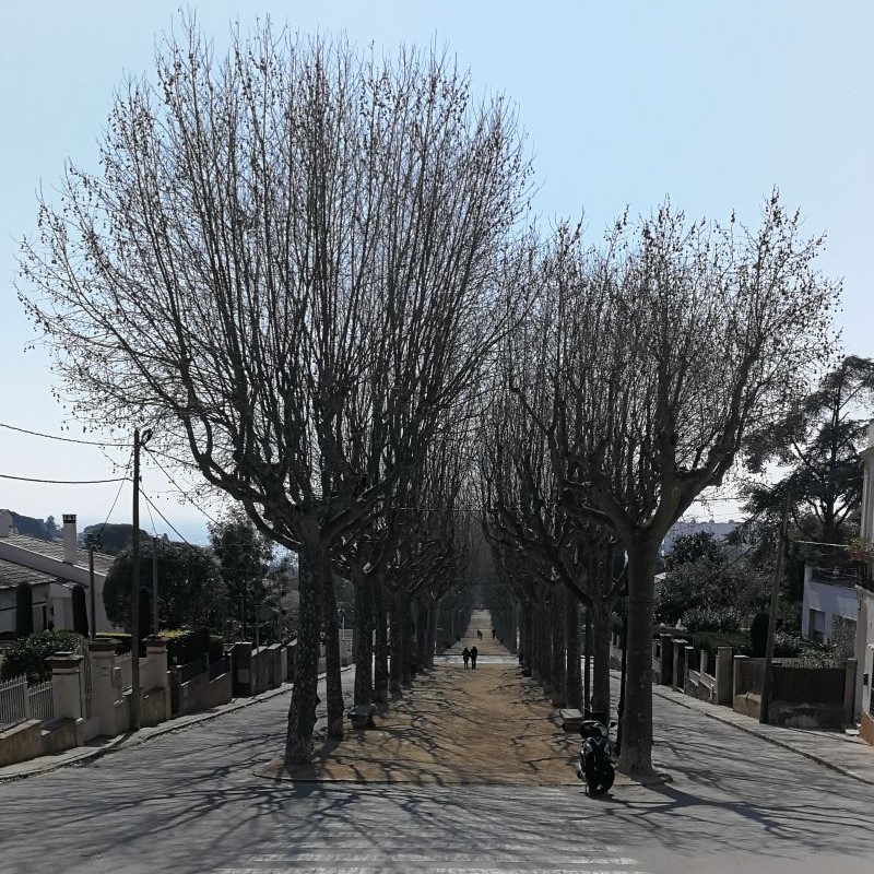 how the trees looked in early March, Canet de Mar